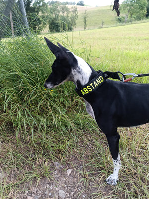 "At training distance" collar+Kletti set 