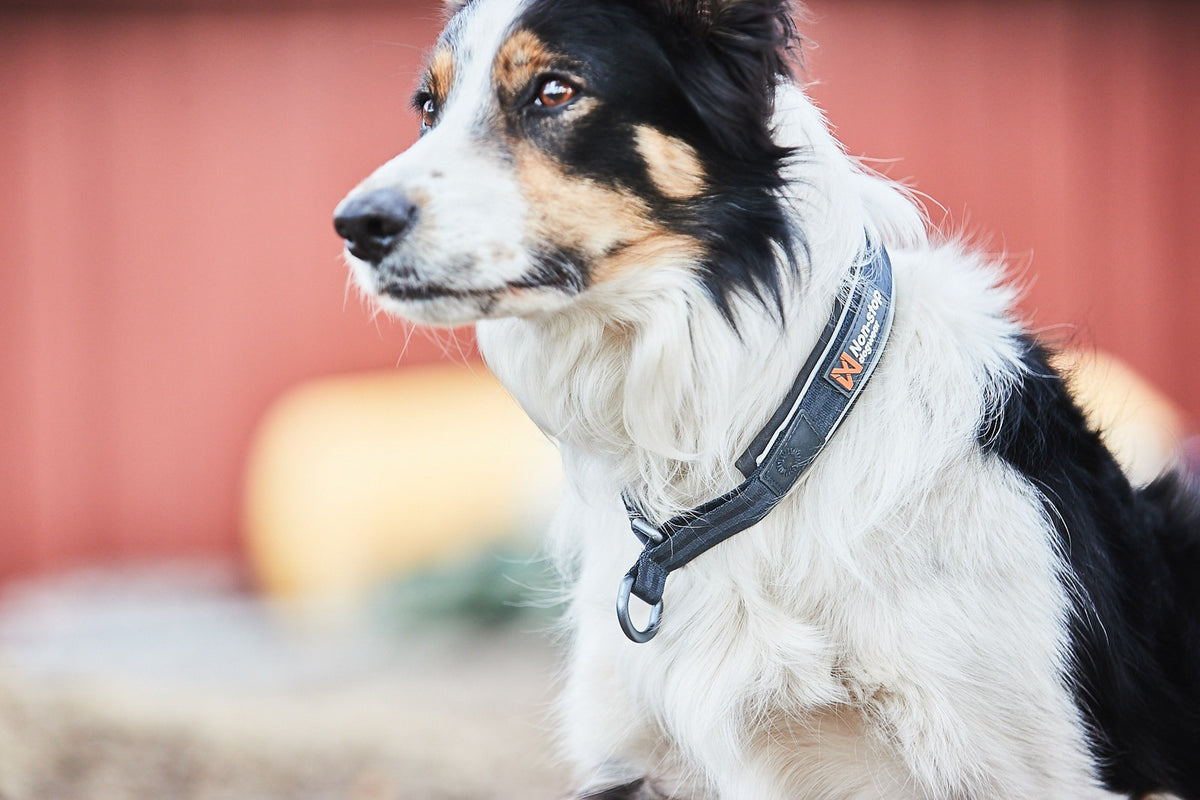 Criuse Collar 1
