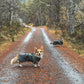 Fjord Raincoat - Nonstop Dogwear