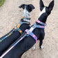 Rachel Pohl Edition Setangebote - Nonstop Dogwear