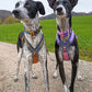 Rachel Pohl Edition Setangebote - Nonstop Dogwear
