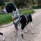 Rachel Pohl Edition Setangebote - Nonstop Dogwear