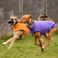 Hachico Jumper 02 - Sofadogwear | XL2