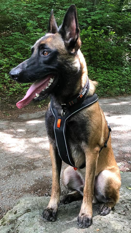Jack Line Harness schwarz 1