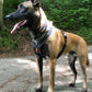 Jack line harness schwarz