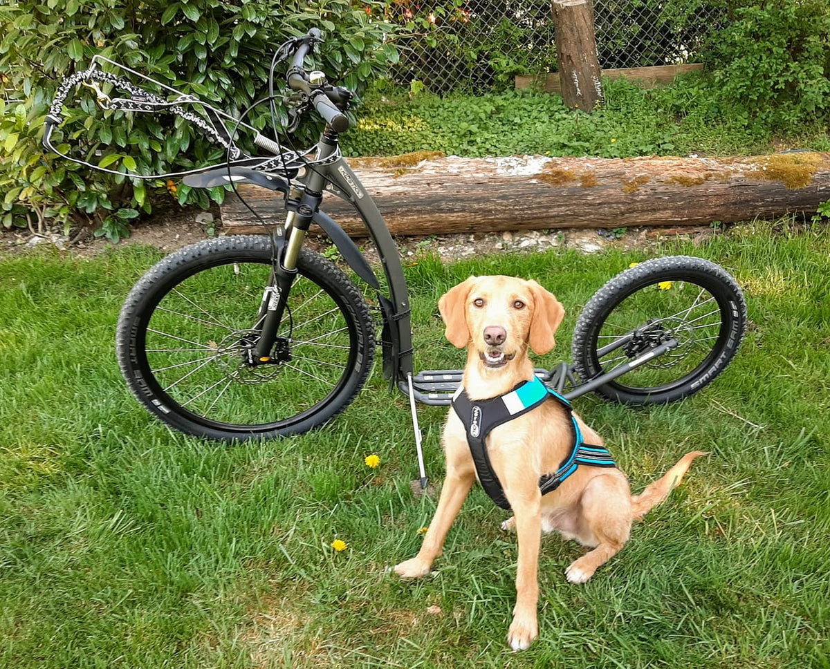 Kostka-Mushing-Pro-Dogscooter