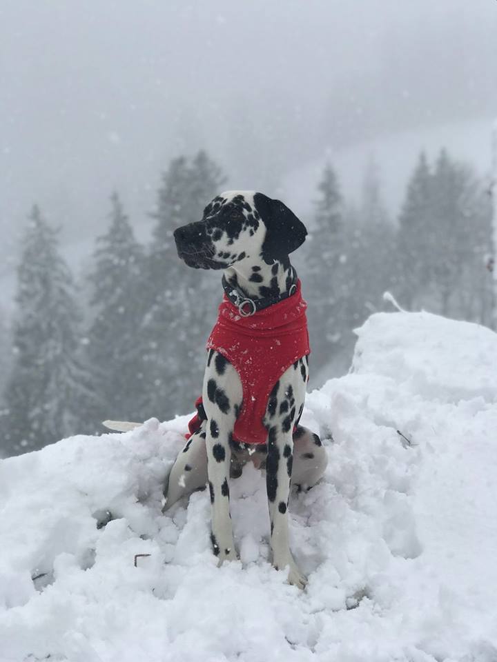 Movito Schneefoto