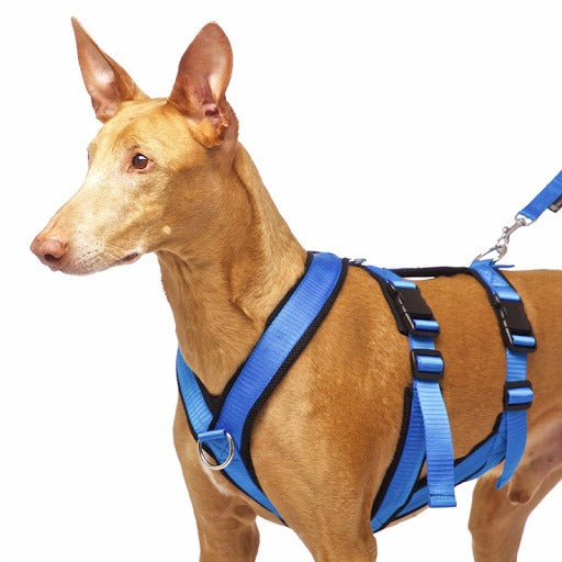Safety Blau SDW 1
