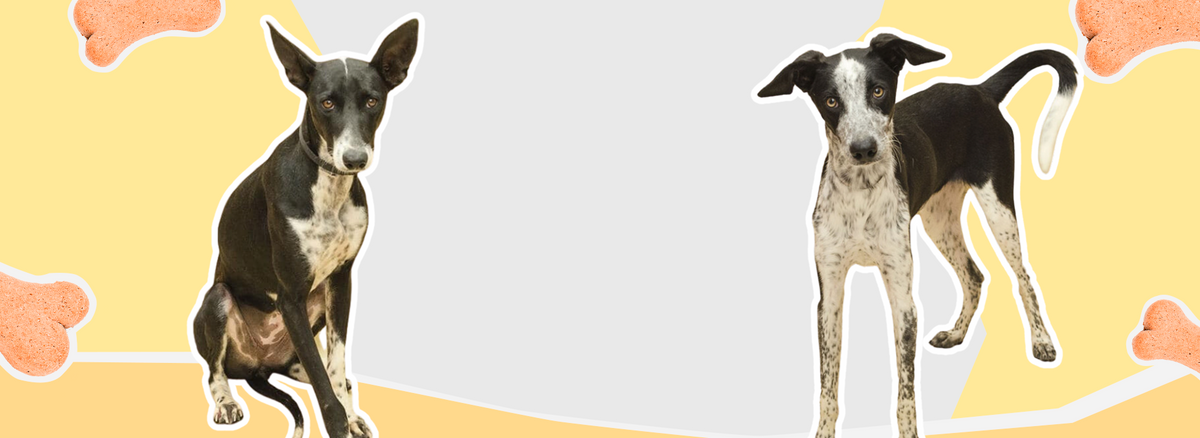 Hundezubehör online kaufen