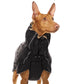 Zoran Sport - Sofadogwear