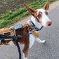 Dog XL Adventure GPS Tracker - Tractive