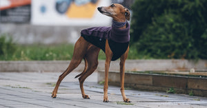 Fleece Top - DG Doggear