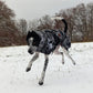 Manteau d'hiver Bishaarah avec membrane - Sofadogwear