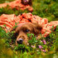 Protector Bivvy Bag (3-in-1 dog sleeping bag) - Nonstop Dogwear
