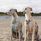 Line harness CLIP'N™ - Nonstop Dogwear