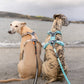 Line harness CLIP'N™ - Nonstop Dogwear