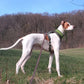 Soft-Zugstopp Halsband (6cm breit) - Sofadogwear