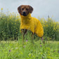 Michael B-Rain - Sofadogwear