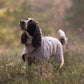 Drying Coat / Bademantel 2-Lage-System - Nonstop Dogwear