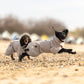 Drying Coat / Bademantel 2-Lage-System - Nonstop Dogwear
