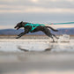 Freemotion 5.0 (standard + special colors) - Nonstop Dogwear