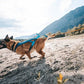 Freemotion 5.0 (standard + special colors) - Nonstop Dogwear