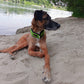Soft-Zugstopp Halsband (6cm breit) - Sofadogwear