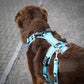 Chest harness Open Fun (harness with neck opening) - Annyx