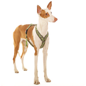 Y-harness greyhound (medium to large breeds) - Sofadogwear