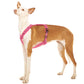 Y-harness greyhound (medium to large breeds) - Sofadogwear