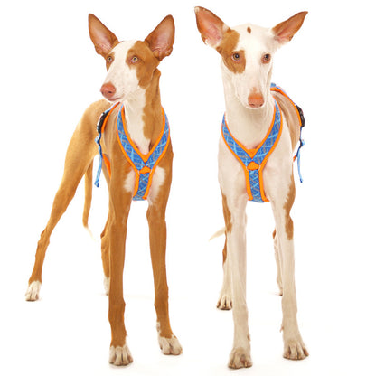 Y-harness greyhound (medium to large breeds) - Sofadogwear