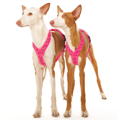 Harnais en Y pour lévriers (races moyennes à grandes) - Sofadogwear