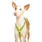 Y-harness greyhound (medium to large breeds) - Sofadogwear