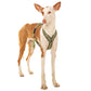 Y-harness greyhound (medium to large breeds) - Sofadogwear