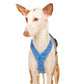 Y-harness greyhound (medium to large breeds) - Sofadogwear