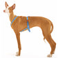 Y-harness greyhound (medium to large breeds) - Sofadogwear