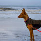Hachico Home (Fleece Shirt) - Sofadogwear