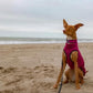 Hachico Jumper 02 - Sofadogwear | XS2