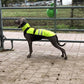Hachico Neon Vol. 2 - Sofadogwear