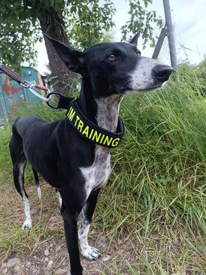 "At training distance" collar+Kletti set 