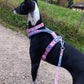Rachel Pohl Edition Setangebote - Nonstop Dogwear