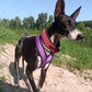 Soft-Zugstopp Halsband (6cm breit) - Sofadogwear