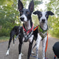 Soft-Zugstopp Halsband (6cm breit) - Sofadogwear