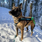 Freemotion 5.0 (standard + special colors) - Nonstop Dogwear