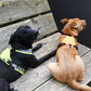 Housse / couverture d'identification pour harnais de chien de recherche - Annyx