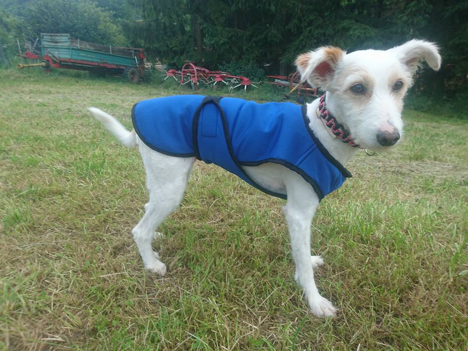Cooling vest - Swisspet