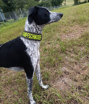 Personalizable Velcro fasteners for collars 