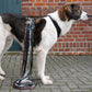 Leash Easy Fun - Annyx