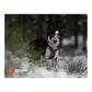 Line Harness 5.0 (Standard + Rachel Pohl) - Nonstop Dogwear