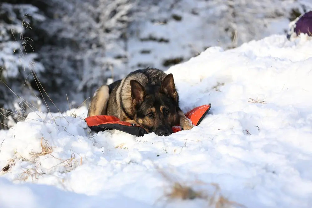 Protector Bivvy Bed (Outdoor Isolation Mat) - Nonstop Dogwear
